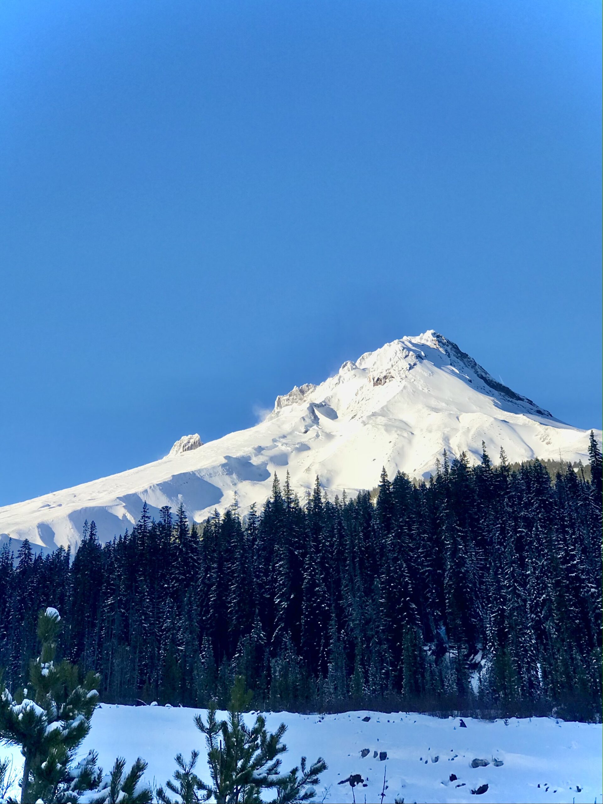 a view of the mountain wyeast, or mount hood, against blue sky and with snow both in the peak of the mountain and the foreground. in the mid-distance is a diagonal line of Douglas fir trees