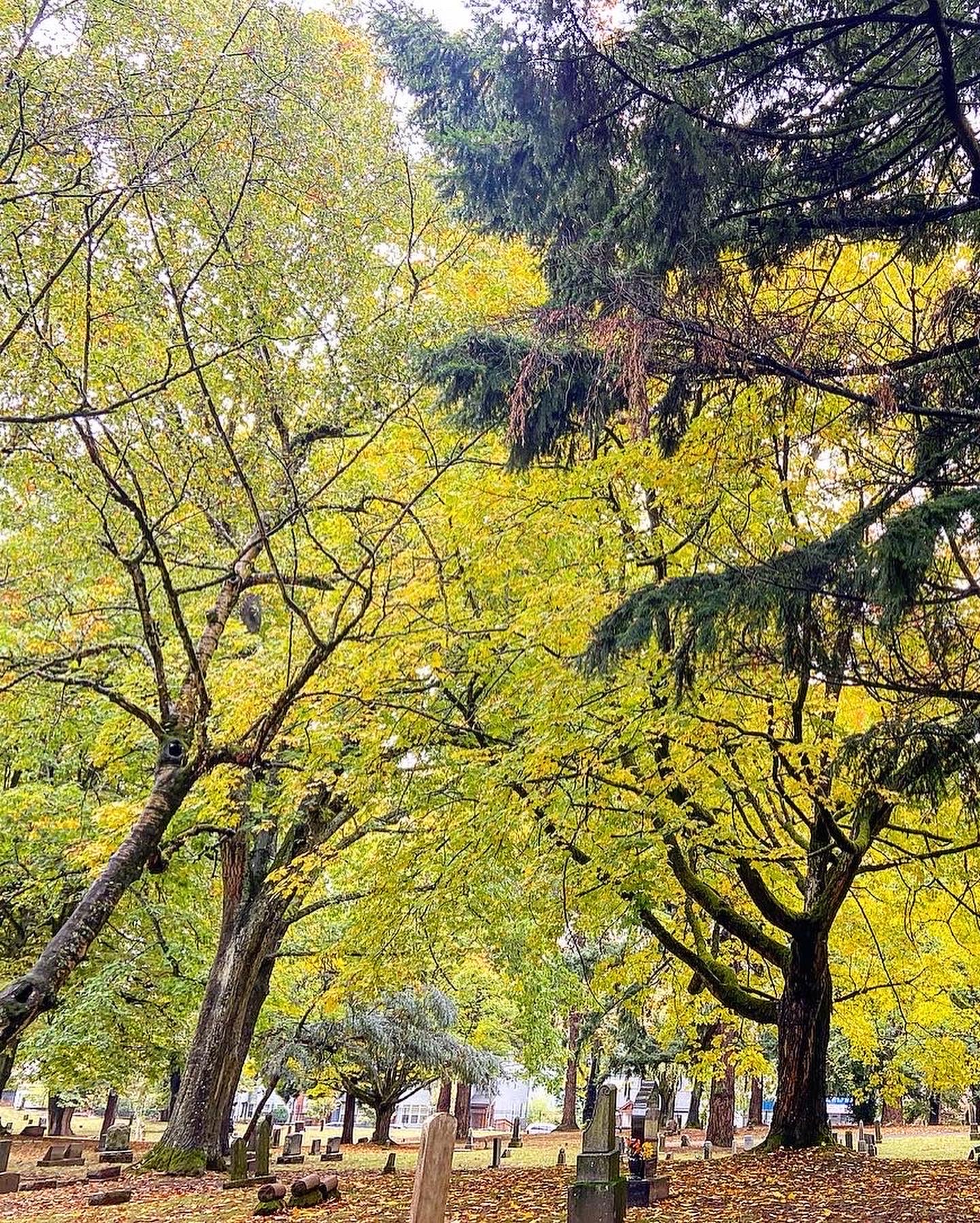 a cemetery with the image dominated by beautiful yellow and chartreuse trees