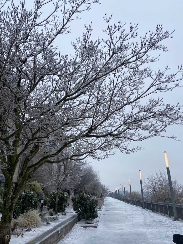 a tree with every branchlet covered in ice sets off an icy walk along the riverfront