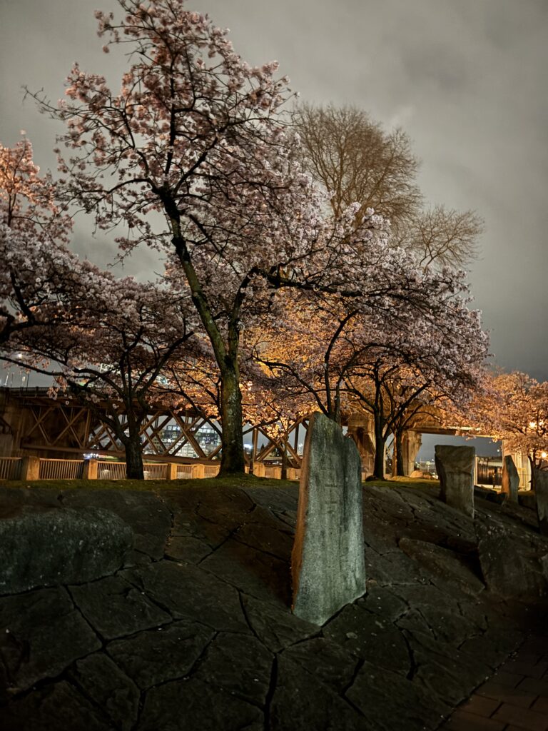 a poetry stone is framed by pink cherry blossom trees at night
