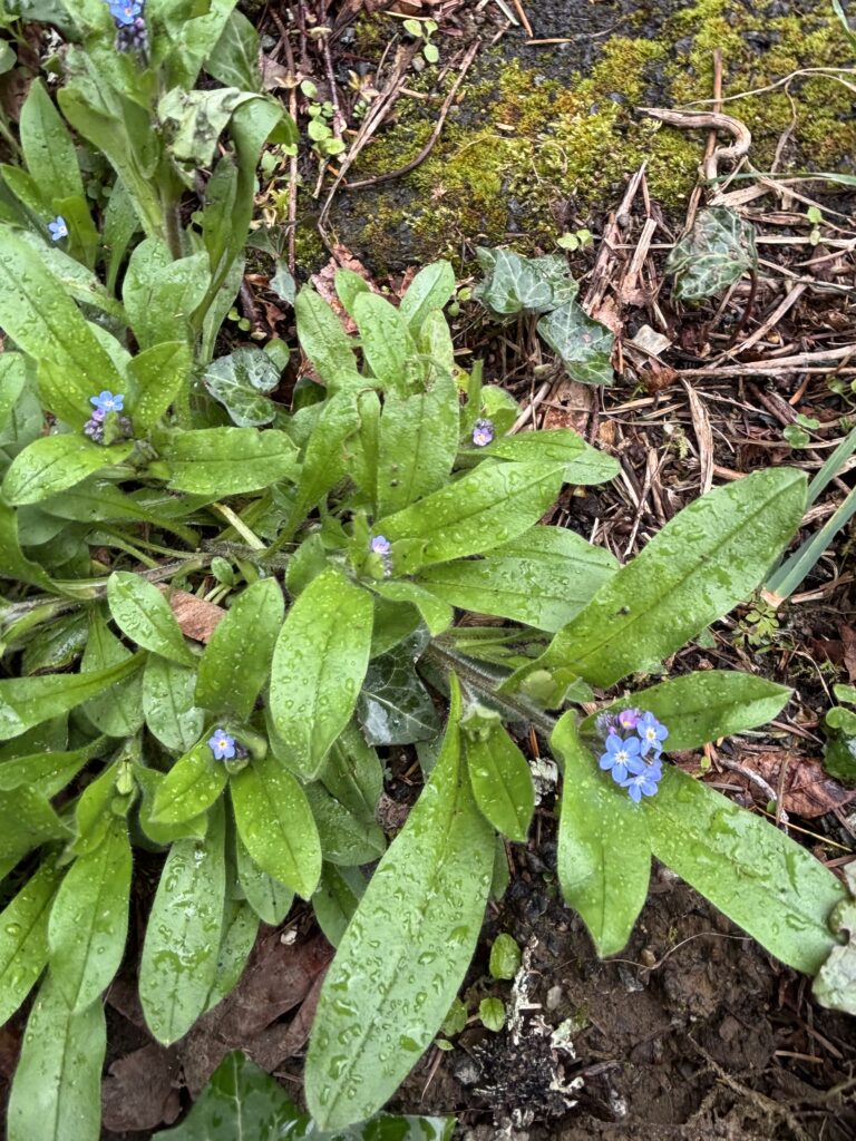 tiny clusters of blue forget me not flowers between long green leaves