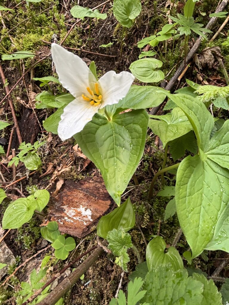 a three petaled white trillium with a beautiful curvy yellow center between green rain-soaked leaves